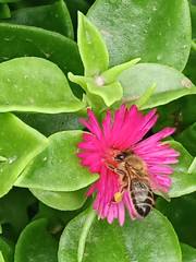 Apis mellifera