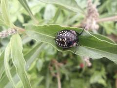 Nezara viridula
