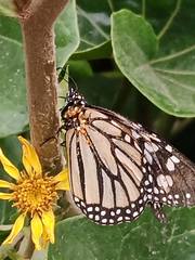 Danaus plexippus