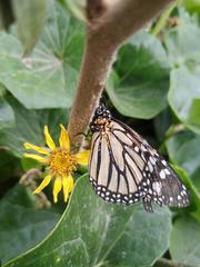 Danaus plexippus