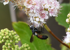 Cylindromyia interrupta
