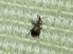 Trichopterapion holosericeum