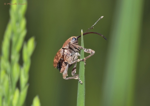 acorn weevil, photo 3 of 10