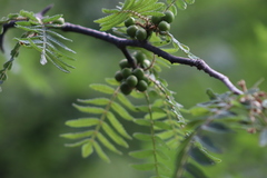 Bursera copallifera