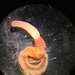 Acorn-tongued Worms - Photo (c) Mike Gigliotti, some rights reserved (CC BY-NC), uploaded by Mike Gigliotti