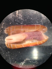 Petrasma borealis