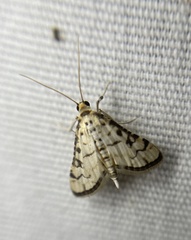 Hileithia rehamalis