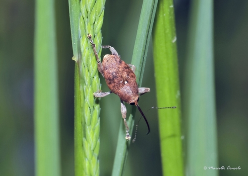 acorn weevil, photo 4 of 10