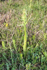 Dactylorhiza insularis