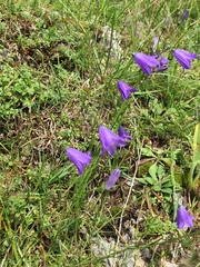 Campanula martinii