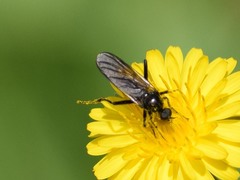 Empidinae