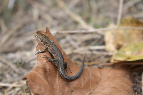Meadow Lizard