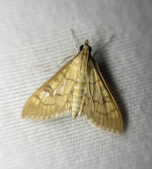 Mimorista subcostalis