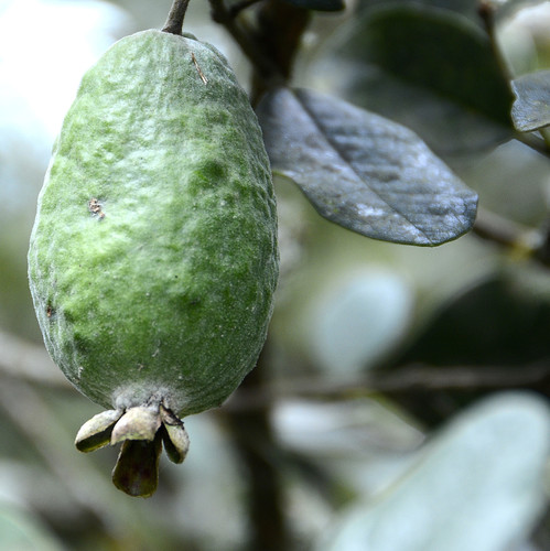 Feijoa sellowiana