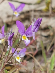 Viola tricolor curtisii