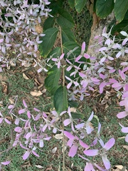 Congea tomentosa