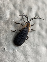 Leptoceletes basalis