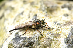 Neoitamus cyanurus