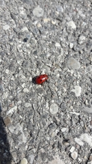 Gonioctena fornicata
