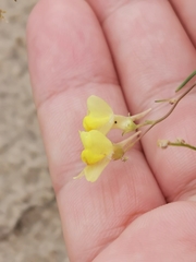 Linaria loeselii