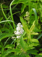 Spiraea salicifolia