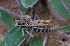 Gomphocerus sibiricus
