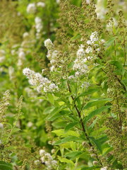 Spiraea salicifolia