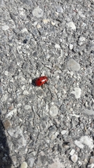 Gonioctena fornicata