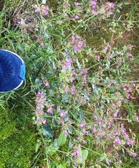 Acleisanthes chenopodioides