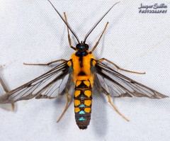 Sarosa connotata