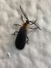 Leptoceletes basalis