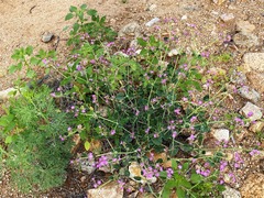 Acleisanthes chenopodioides