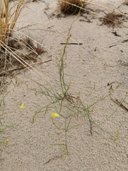 Linaria loeselii