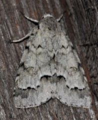 Acronicta innotata