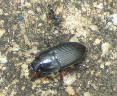 Anisodactylus rusticus