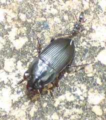 Anisodactylus rusticus