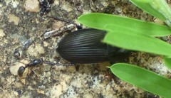 Anisodactylus rusticus