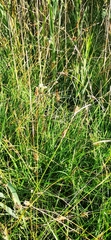 Carex hostiana