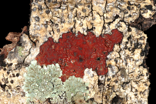Bark Rash Lichen