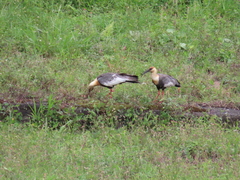 Theristicus caudatus caudatus