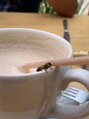 Apis mellifera