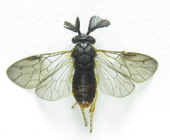 Gilpinia polytoma