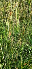 Carex hostiana