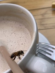 Apis mellifera