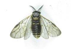 Gilpinia polytoma