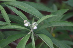Solanum umbellatum