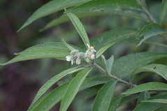Solanum umbellatum