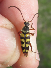 Typocerus sinuatus