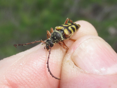 Typocerus sinuatus