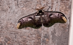 Saturnia zuleika